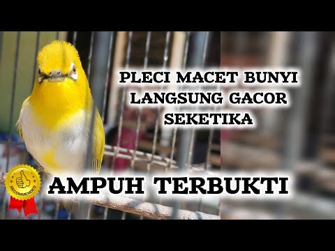 terapi pleci terbaik