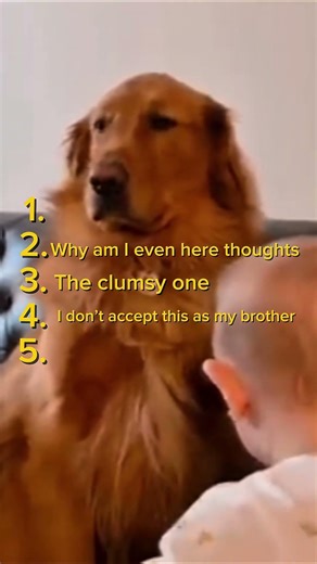 Ranking Questionable Golden Retriever moments TOP 5 #pets #goldenretriever #shorts #funnyvideo