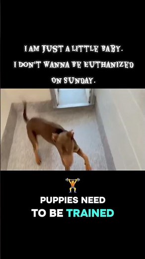 Pitbull Mix needs help. #fypviral #pitbullmix #pitbulldog #dogsoftheday #usashorts