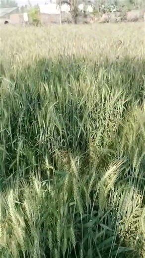 mehnat ki hi |gamdam ki mehnat