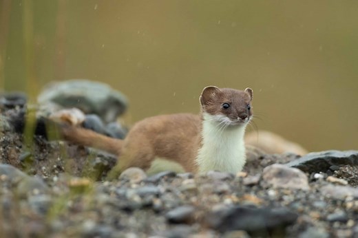 Tiny but deadly: Meet the world’s smallest predators