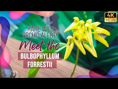Rare Wild Orchid Alert! Meet the Bulbophyllum Forrestii