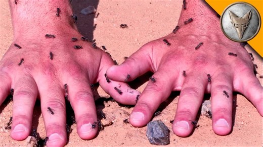 Under siege: Ant attack in action