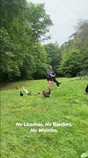 How Invisible Fence® Brand Gives Your Pet Total Freedom #dogtraining