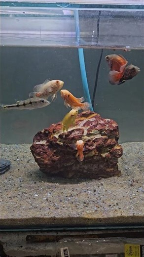 Monster Tank Setup 🔥 Adding Oscar Fish#aquariumlife #monstertank #aquibaquatics