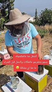 Queen of queens. Owner Buckfast F0 selected breeder artificial inseminated. Carnica F0 selected breeder artificial inseminated. Carbatica F0 selected breeder artificial inseminated. Caucasian F0 selected breeder artificial inseminated. . . #beehives #beekeeping #purelove #purefarming #pure_farms_lebanon #worldwide #lebanese #lebanon #rawhoney #purefarmscommunity #purefarmsleb #purefarmslebanon #purefarms #pure #royaljelly #pollen #organichoney #organic #organicproduct #usa #egypt #saudiarabia #i