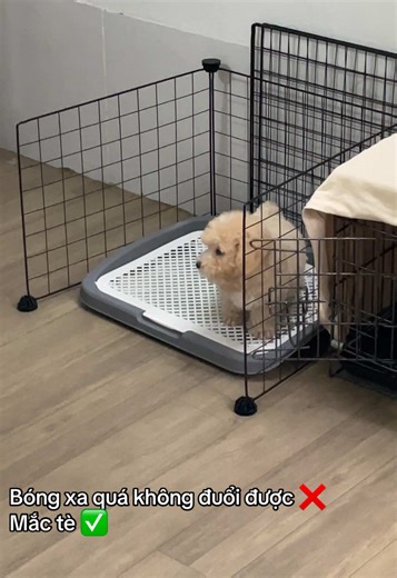Hướng Dẫn Dạy Chó Đi Vệ Sinh Đúng Nơi