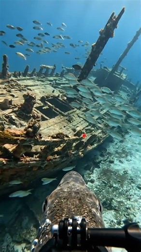 GoPro on a Predator Fish: Exploring a Sunken 'Ghost Ship' #gopropov #sunkenship