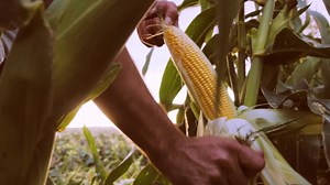 285 reactions · 97 shares | ¡Acompáñanos en un momento único! La cosecha de maíz 2019 en #Huercasa ‍‍ Este año, en Castilla y León comenzamos el mes de septiembre de la mejor manera: Recolectando el maíz que sembramos en primavera. ¿Quieres disfrutar de la experiencia? Dale al play, ponte pantalla completa y sube el volumen porque esto es mágico ✨ #SaboreaElCountry · Más en https://huercasa.com/ | Huercasa | Facebook