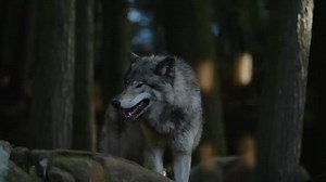 16 unexplained animals phenomena that defy logic ... . . . . . #wildanimals #animals #factsdaily #wildlife #DidYouKnow #animalloverforlife #Fblifestyle | Animals In Wild