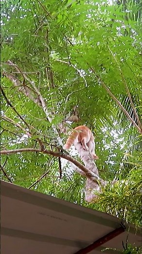 Brave Cat Climbing Down a Tall Tree. Cat Descends the Giant Tree Like a Pro