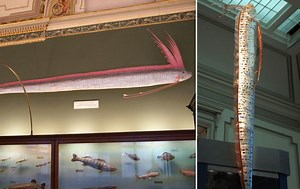 Monster from the deep: Should we fear sea serpent – world's longest fish