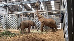 35K views · 2K reactions | ELEPHANT BUSINESS INC. Video 2 from Noah's...