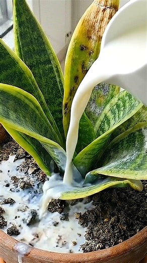 Plant Scanner and Care