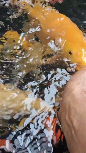 ความสดของสีความเงางามของเกล็ดคือความสุขของคนเลี้ยง #koi #ทุกคน #fish