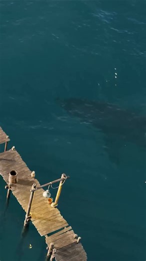 The Gnomon Workshop on Instagram: "INTRODUCTION TO HOUDINI: FLUIDS BY DAVID SILBERBAUER 🌊 Understand VFX Shot Breakdowns 🌊 Learn the Difference between DOP Fluid vs. SOP Fluid Setups 🌊 Discover White Water Setups 🌊 Create a Shark Animation & Ocean Flat Tank Setup 🌊 Master an In-Scene White Water Setup 🌊 Learn Ocean Spectrum & Fluid Meshing 🌊 Assemble Scenes in Solaris 🌊 Master a Final Render in Karma Watch the first lesson for free: ⚫ thegnomonworkshop.com @sidefxhoudini #houdini #houdin