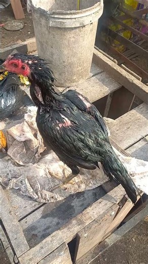 Mangon chicken ‼️ chicken care after brooding ‼️ #chicken #feedshorts