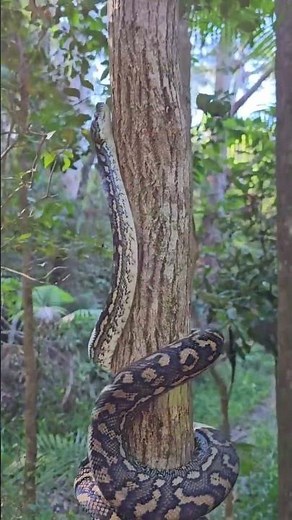 PYTHON'S TREE CLIMBING AMAZING SKILL 😲😲