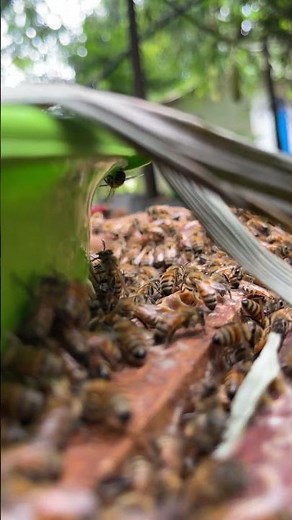 "Inside the Hive: Amazing Duties of Worker Bees" 🍯 #bee #beekeeper