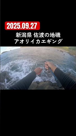 新潟県佐渡島の地磯 アオリイカエギング #shorts #釣り #fishing #エギング #アオリイカ #佐渡島