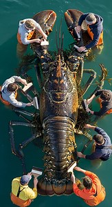 8.7K views · 66 reactions | Washing for super rare giant lobster #washing #super #rare #giant #lobster #animals #shortsfeed #shorts #teddygenai #short #fbreelsfypシ゚viralfbreelsfypシ゚viral #fbreels2025ツ #fbreelsfypシ゚viralシ #reelschallengereelschallenge #fbpost2025シ #reelsviralシ #fypシ゚viralシ #shortsreels #fbyシvideo #fishing #fishvideo #reels #reelsfacebook #reelsviralシfb #reelsfypシ #shortviral #shortsvideos | Teddy Gen AI | Facebook