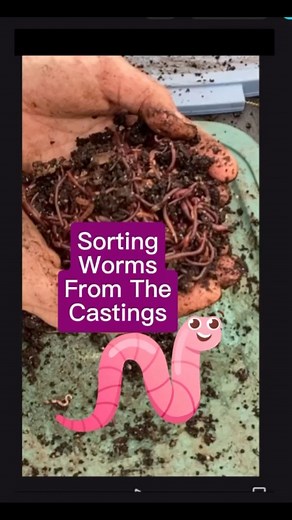 How to separate worm castings from the worms. When it is time for me to sell a batch of worms, it is also time to harvest castings. Fall is a great time to start an indoor worm bin. Turn your winter food scraps into black gold for your spring garden. Get my “Beginners Guide to Raising Worms” instantly 👁️👇 | Kimberly Brown