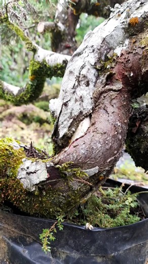 Ch bonsai (Juniperus Chinensis) #bonsai #bonsaitree #bonsaiindonesia #bonsaiart #bonsailovers