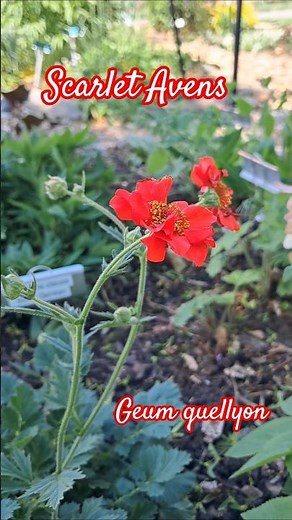 Scarlet Avens 🌺 Chilean Geum Blooming | Bright Red Perennial Garden Flower #flowers #garden