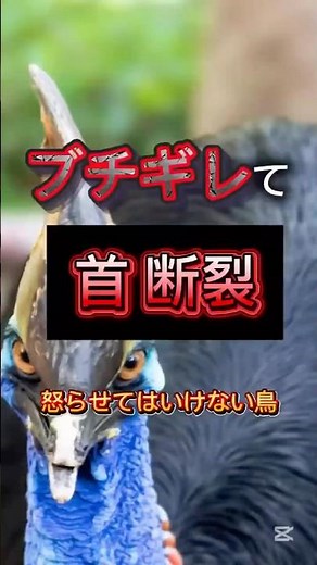 この鳥を怒らせたら人生終わり #shorts #雑学 #ヒクイドリ