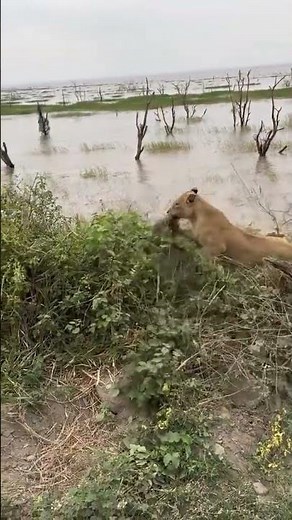 Survival of the Unfittest: Baboon vs Lion Encounter #wildlifeexplorers #wildlife #naturedocumentary