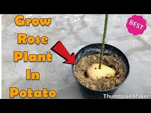 How To Grow Roses From Cutting In a Potato | Grow indoors