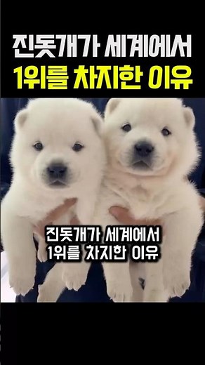 진돗개가 세계에서 1위를 차지한 이유