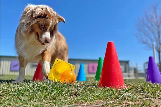 Going Away? Here's How Much It Costs to Board Your Dog