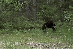 Bear Cubs Playing