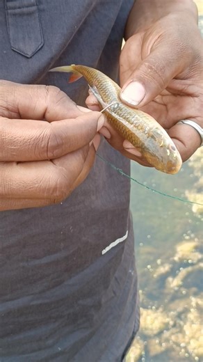 Hook fishing video || catch big snake fish 🐟 #shorts #ytshorts #trendingshorts #viralshorts