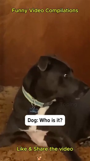 Cute Dog Fur Babies Video Dog Funny Video Compilations 😂 #love #dog #comedy #funny #furbaby | Toping