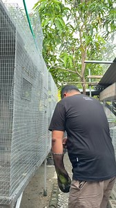 3.7M views · 24K reactions | Checking the Blue Nape Parrot 列 | Mc Kelly Ang | Facebook