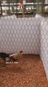 89K views · 4.5K reactions | Leonardo Fabio Rodriguez Flores on Reels | Facebook