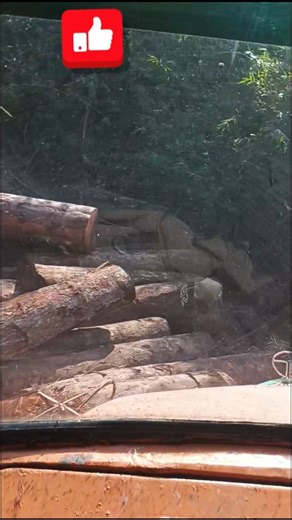 The Adventurous Journey of Extracting Wood from Difficult Terrains".