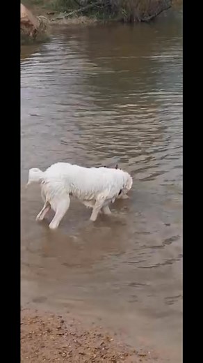 Harold Jackson on Reels