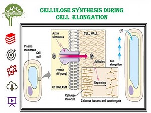 Cellulose Synthesis during cell Elongation #cell #biology #science #ncert #youtubeshorts #youtube