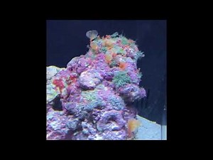 Setting up the 16 gal LED Coralife bio cube