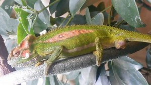 Chameleon giving birth | Wit Videos