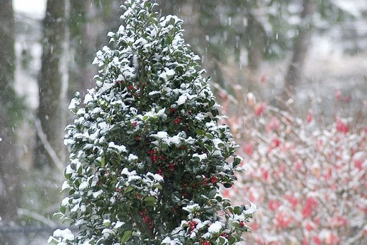 How to Grow Holly Bushes - Garden Design