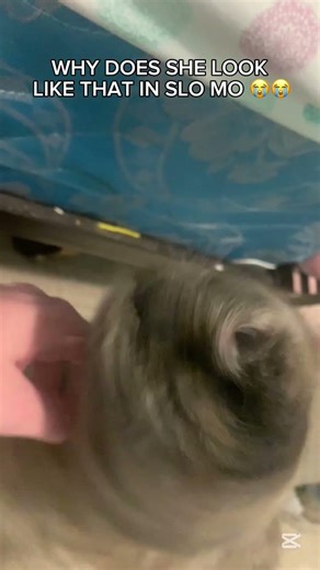 floppy ears 🥹 #cat #idk #fyp