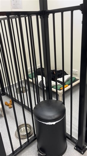 🐾 Every step counts towards independence. On this International Day of People with Disability (IDPwD), we’re celebrating the incredible journey of our Guide, Assistance, and Facility Dogs in training. Each day, our team takes these future life-changers out into the community, teaching them how to navigate busy streets and everyday environments. By preparing our Dogs in Training for the real world, we’re helping people with disability to retain freedom, confidence, and connection. These dogs don