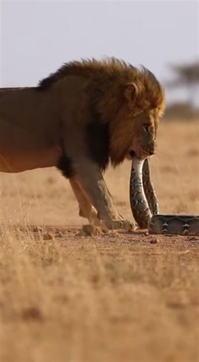 Lion vs Snake #africa #animal