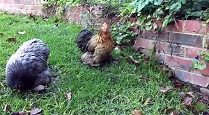 Chicken making weird head movements