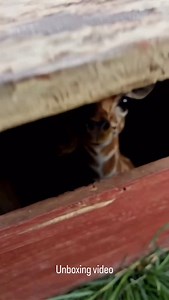 Is this not the cutest unboxing video ever? #unboxing #cute #cuteanimals #foryou | Pappaspush