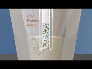 ProteinSimple: Sally Sue: Simple Western